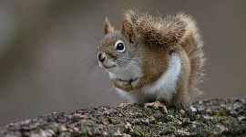 Veverițele roșii, îndepărtate social prin natură, ne învață valoarea bunilor vecini