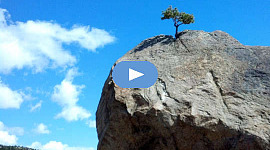 a lone tree growing off the top of a bare cliff