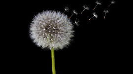 flor de dente-de-leão em forma de semente, liberando sementes no ar
