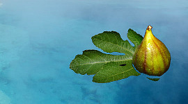 een vijg op een vijgenblad drijvend op water