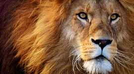 foto della faccia di un leone