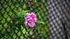 Bir zincir bağlantı çitin içinden büyüyen çiçek