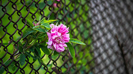 Kwiat rosnący przez ogrodzenie z siatki