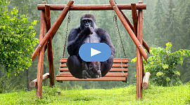 volwasse gorilla en baba gorilla sit op 'n swaai