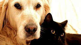 kultainennoutaja ja musta kissa makaamassa yhdessä