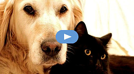 um golden retriever e um gato preto juntos