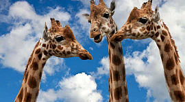 3 girafas - cabeça e pescoço - com o céu como pano de fundo