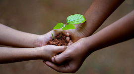due mani giunte tenendo un po' di terra che coltiva una pianta