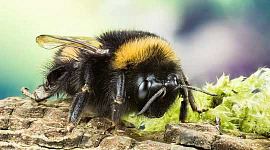 Ang Mga Pollinator ay Nasa Panganib: Pinipigilan ng Mga Pesticide ng Neonicotinoid Ang Mga Bees At Lumilipad Mula sa Pagkakatulog ng Isang Magandang Gabi