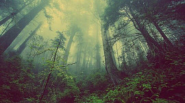лес с рассеянным светом