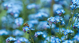 תעלומת הפרח הכחול: צבעו הנדיר של הטבע חייב את קיומו בראיית דבורים