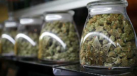Wycofanie chwastów: ponad połowa osób stosujących marihuanę medyczną w celu leczenia objawów odstawienia chwastów