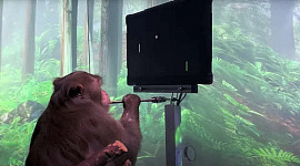 Monkey, Pager Can Play Pong With His Mind