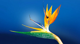 kwiat rajskiego ptaka