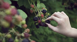 mkono kunyoosha mkono na kuchuma blackberries