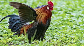 rooster flapping his wings and "strutting his stuff"