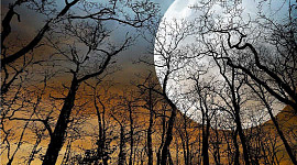 lună plină deasupra copacilor goi
