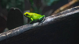 a green frog sitting on a branch