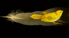 kleine gele vogel staande op een grote vogelveer