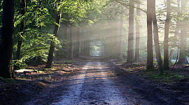 een prachtig schaduwrijk pad in het bos