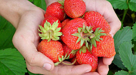 händer som håller färska frodiga jordgubbar