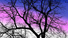 सर्दियों में एक दृढ़ लकड़ी का पेड़ पृष्ठभूमि में बैंगनी आकाश के साथ