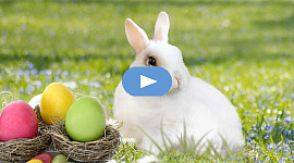 En hvit kanin med fargede egg i reir.