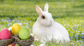 Un conejo blanco con huevos de colores en nidos.