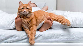 kat, klaarwakker, liggend op bed