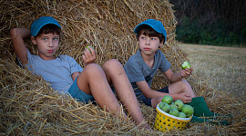 दो युवा लड़के जो एक घास के ढेर के पास बैठे सेब उठा रहे थे