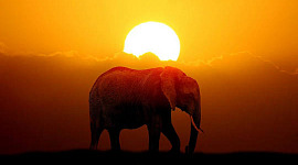 فیل در حال راه رفتن در مقابل خورشید در حال غروب