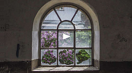 wilde Blumen, die durch das zerbrochene Glas eines Kathedralenfensters gesehen wurden