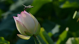 guldsmede, der svæver over en lotusblomstknop.