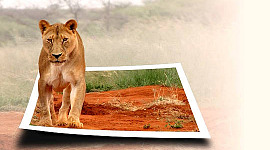 een leeuwin die tot leven komt en uit een foto stapt