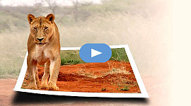 en lejoninna som vaknar till liv och kliver ut ur ett fotografi