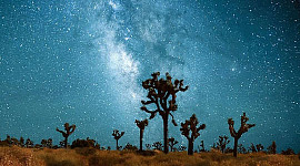 den stjärnklara Vintergatan med träd i förgrunden