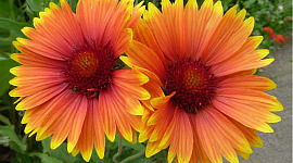 une paire de fleurs orange vif