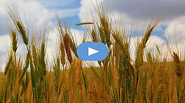 batang gandum di ladang tertiup angin