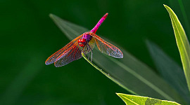 пурпурно-красная стрекоза-дротик