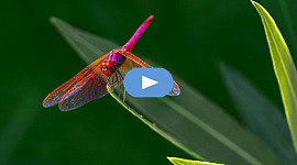 libélula darter roxa