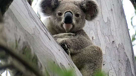 ursul koala „înfipt” într-un copac