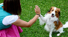 एक कुत्ता एक युवा लड़की को "हाई-फाइव" दे रहा है