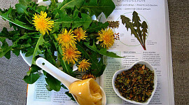 løvetannblader, blomster og rot på toppen av en åpen bok om plantens urteegenskaper