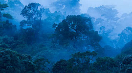 اشنکٹبندیی علاقوں میں جنگلات موسمیاتی تبدیلیوں سے نمٹنے کے لیے اہم ہیں۔