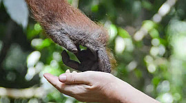 die Hand eines Orang-Utans, die nach einer menschlichen Hand greift