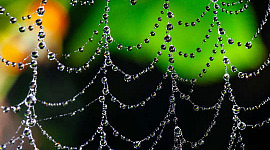 یک تار عنکبوت پوشیده از قطرات آب