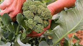 broccoli fördelar 3 30