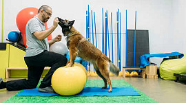 Pflege für Hunde Arthritis 3 15