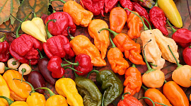 legnépszerűbb chili paprika 11 5