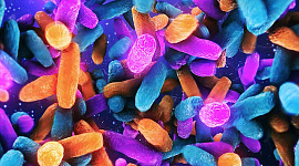 Come i geni, i tuoi microbi intestinali passano da una generazione all'altra